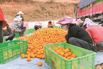 賓川縣富鑫農產品開發有限責任公司