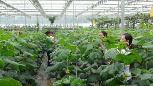 愛旅游的小伙伴注意了 保定發布10條休閑農業精品線路