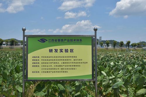 暑期三下鄉(xiāng)⑤ 鉛山縣永平鎮(zhèn) 旅游業(yè) 農(nóng)業(yè) 助力經(jīng)濟發(fā)展,推動鄉(xiāng)村振興