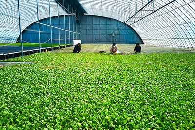 長子縣鉚足勁多產(chǎn)糧、產(chǎn)好糧