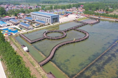 贛榆城頭鎮稻蝦基地和連棟大棚建設項目中標,生態農業旅游新發展