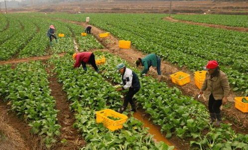 同心戰(zhàn)疫丨新鮮蔬果裝滿購(gòu)物車,天河企業(yè)送菜展擔(dān)當(dāng)
