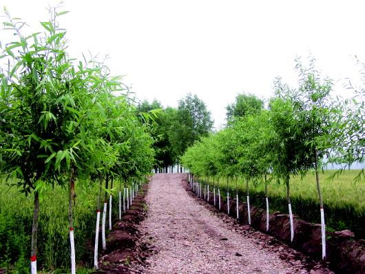 農(nóng)村經(jīng)濟(jì)發(fā)展的強(qiáng)大引擎和動(dòng)力-回望平?jīng)鲛r(nóng)業(yè)綜合開發(fā)之路