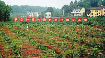 &ldquo;檸檬兄弟&rdquo;從競爭到攜手共建的背后--成渝現代高效特色農業帶這樣建