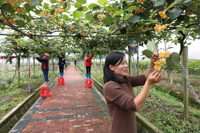 圖片新聞 | 生態果園 &ldquo;扶貧工廠&rdquo;