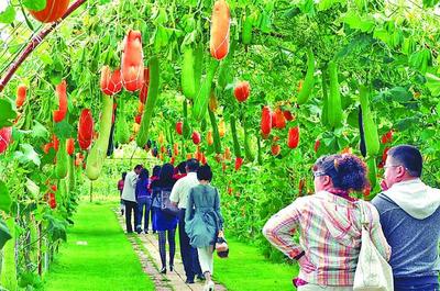 綏化釋放優(yōu)勢潛力譜寫振興新篇章 綠色發(fā)展產(chǎn)業(yè)勃興與農(nóng)業(yè)旅游開發(fā)