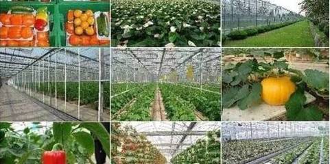 中國新農(nóng)村 五位一體模式下的農(nóng)業(yè)旅游發(fā)展新圖景