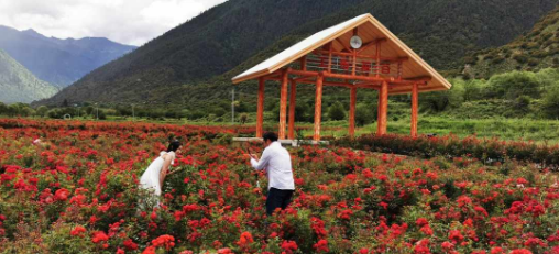 工布花開助脫貧 農(nóng)業(yè)旅游開發(fā)的新篇章