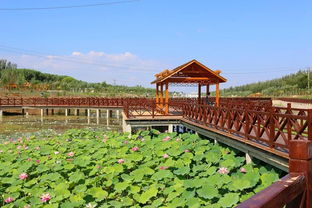 一曲荷塘月色惹人醉——利通區(qū)農(nóng)旅融合促全域旅游發(fā)展記