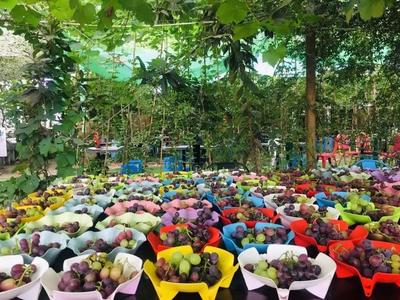 豐收季，采摘游走起！余杭初秋水果“大作戰”攻略來了