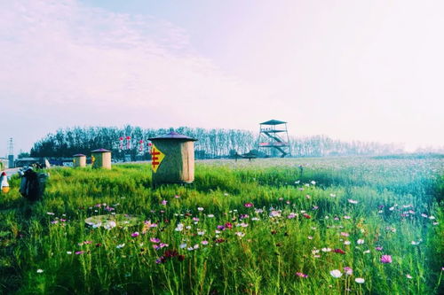 稻海織金夢，曹妃故里迎客來——記曹妃甸第二屆稻花節與農業旅游新篇章